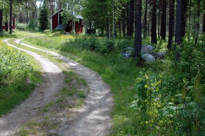 Åkerbären trivs längs gamla vägrenar.