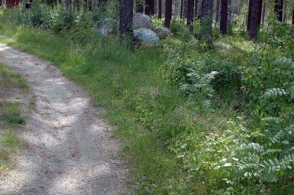 Åkerbärsblommning i Sunnansjö.