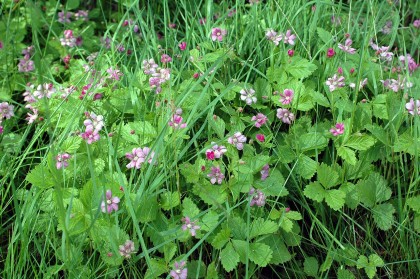 Åkerbärsblommning i midsommartid 2012 i Sunnansjö.